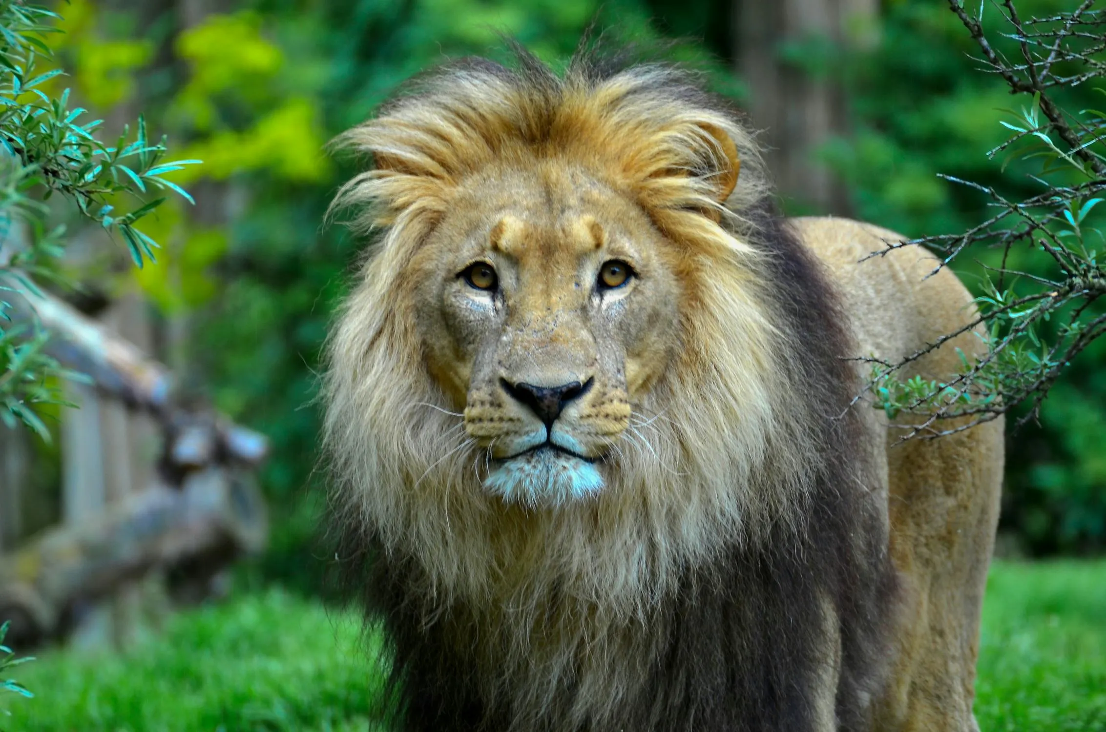 African Lion in Forest Looking Intensely HD Free Wallpaper