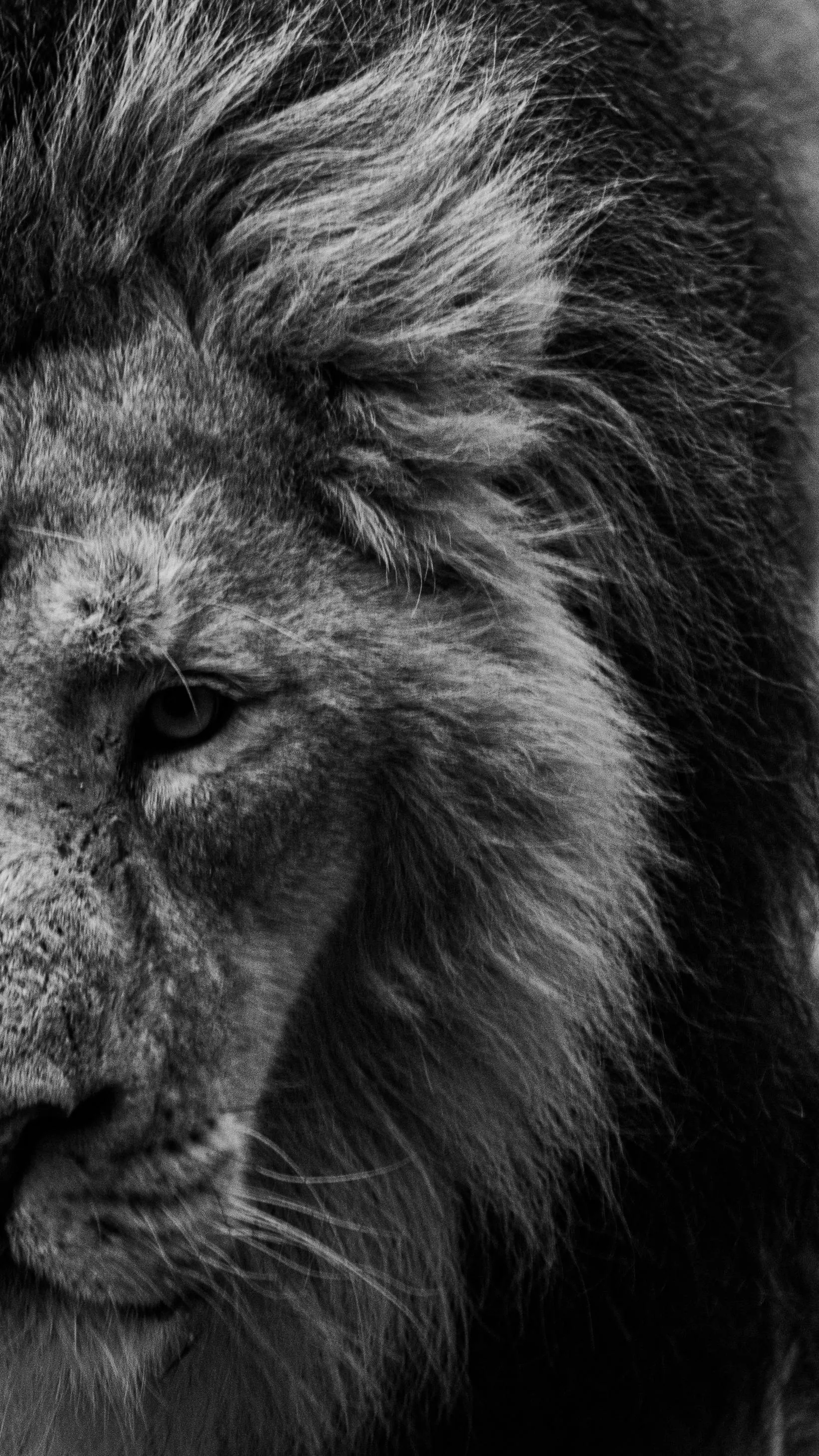 African Lion Half Face Portrait Black and White HD Wallpaper