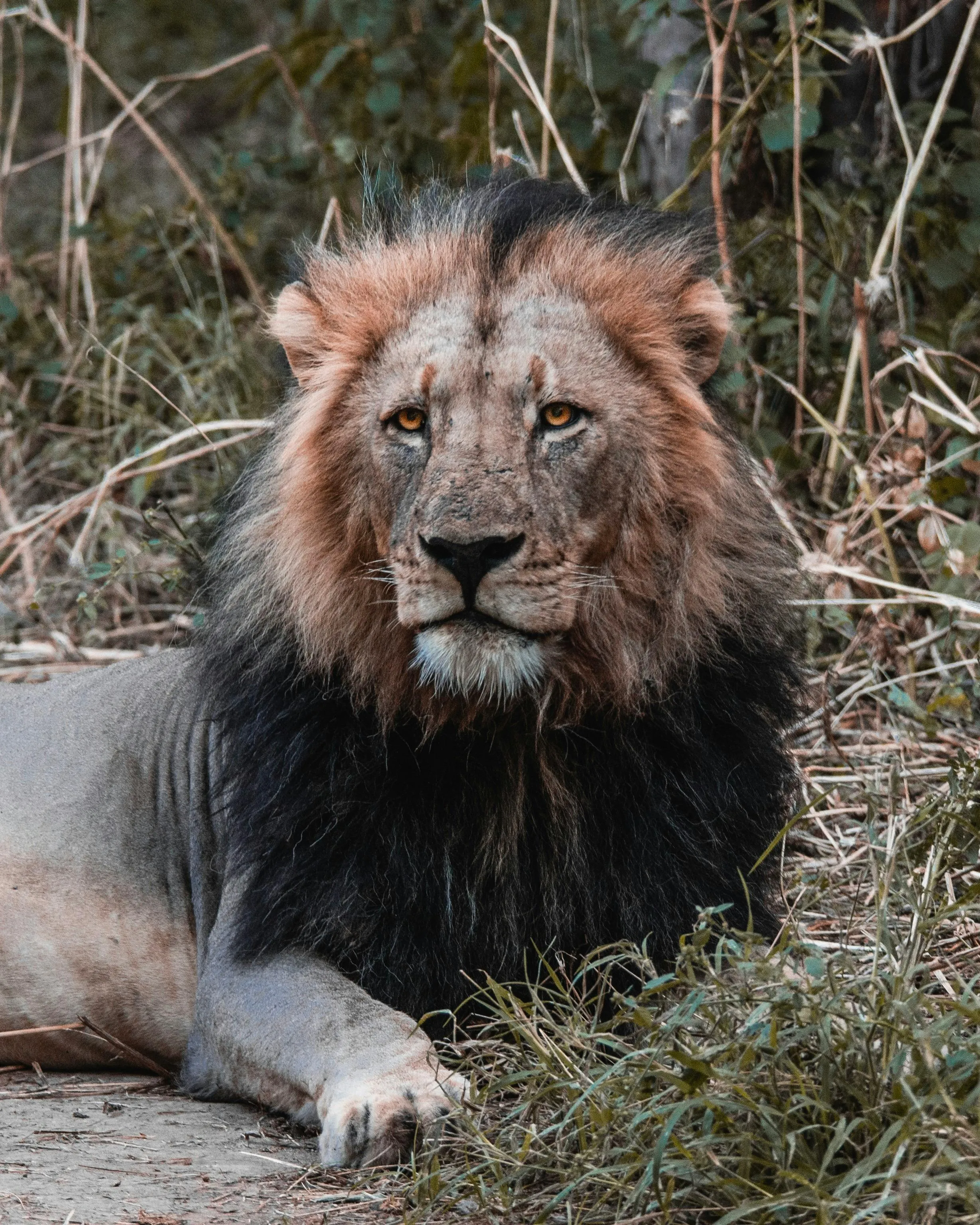 African Lion Intensely Looks and Sits on Grass Wallpaper