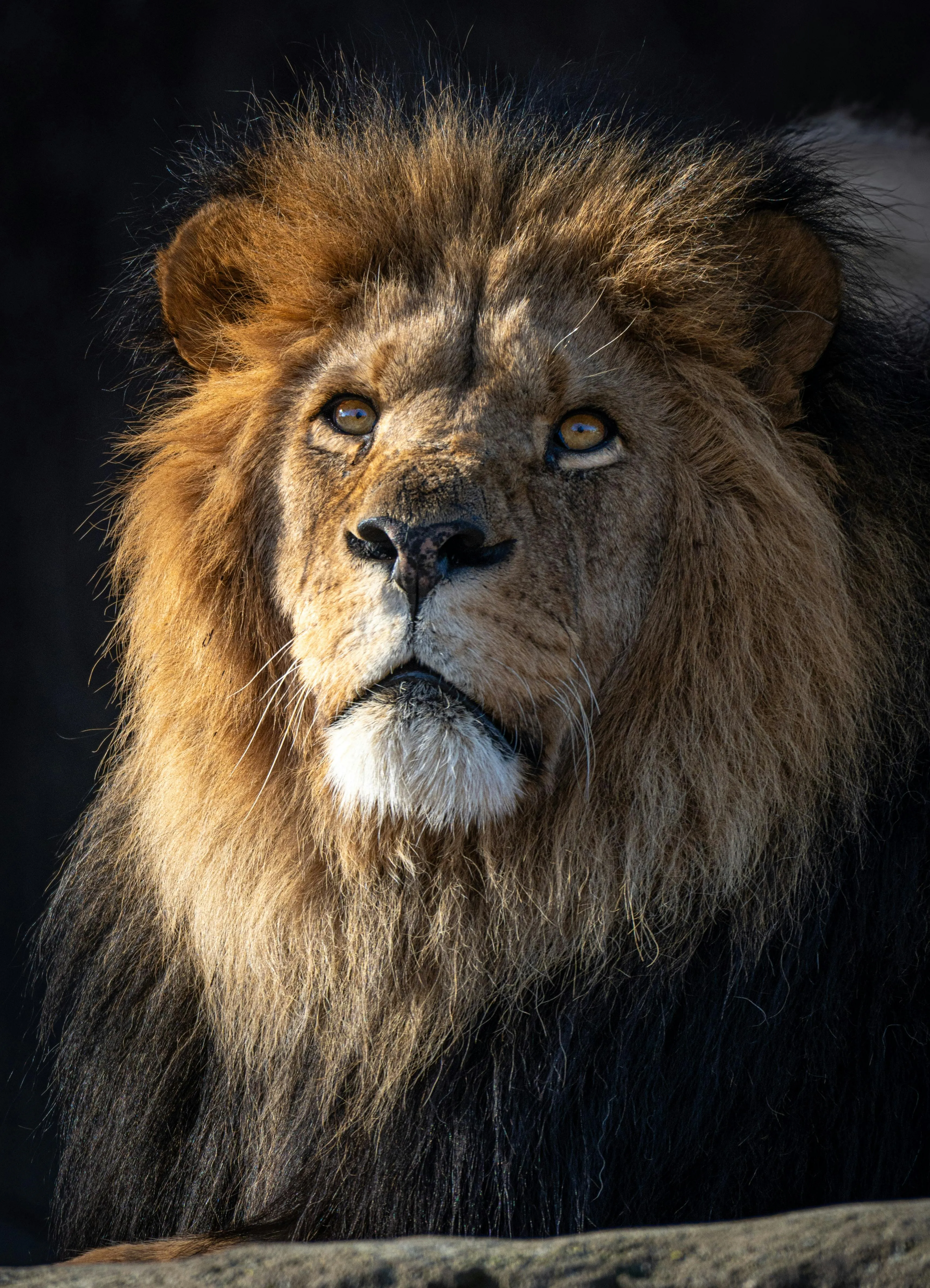 African Lion Looking Up Deeply HD Free Portrait Wallpaper