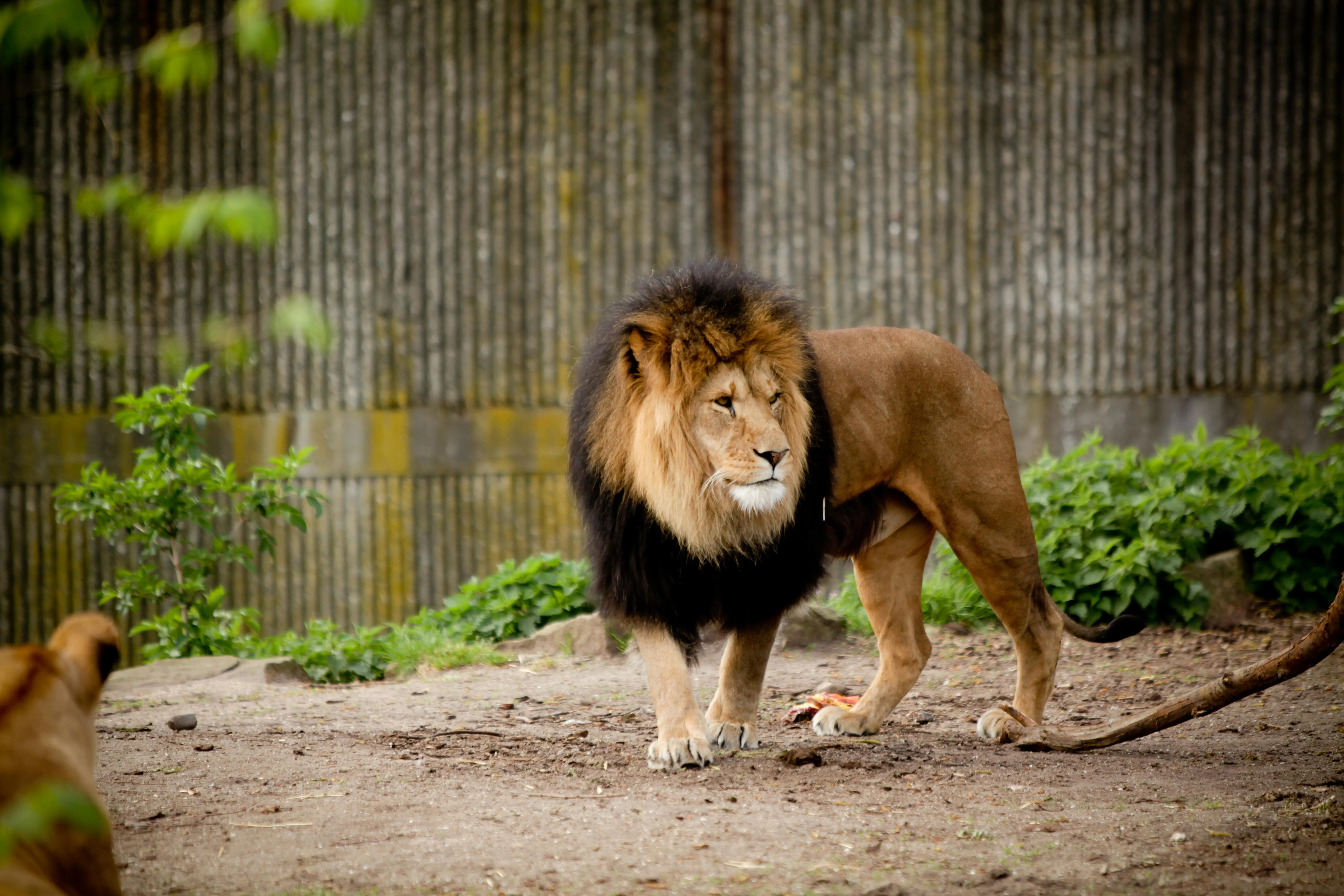 African Lion Roaming in the Zoo with King Attitude Wallpaper