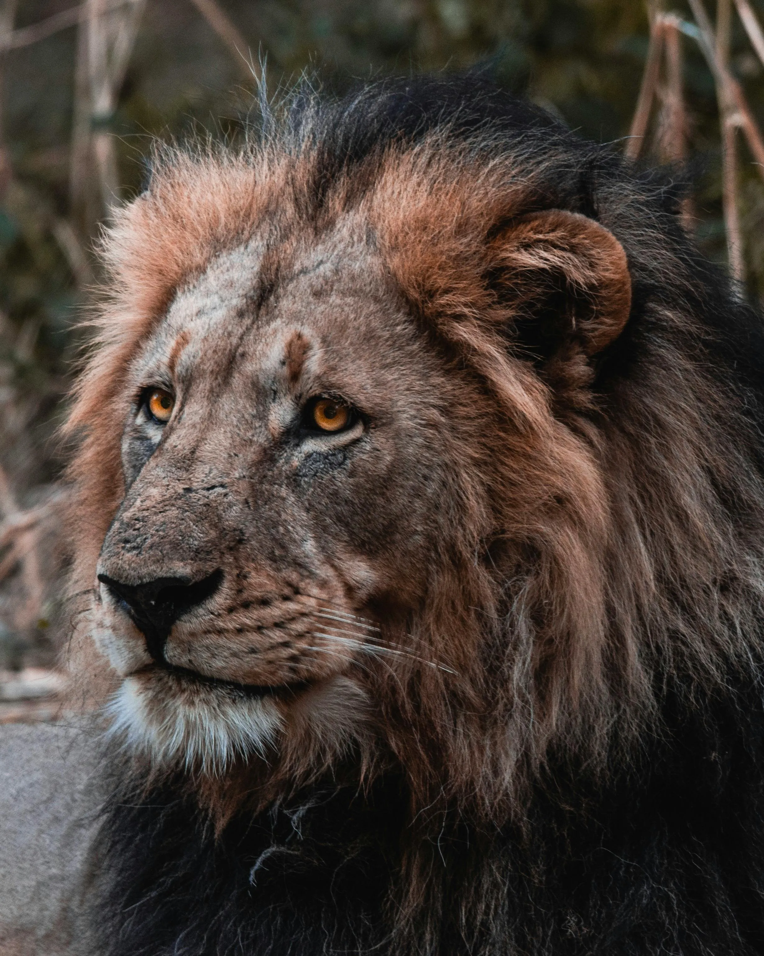 African Lion with Sad Face Wildlife Wallpaper Free Download