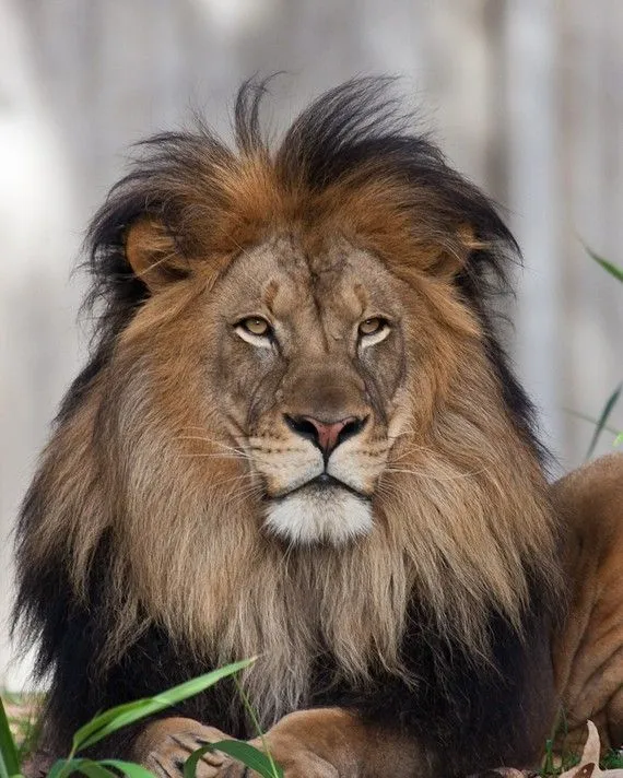 African Lion Sitting in Forest and Looking in Angry Face