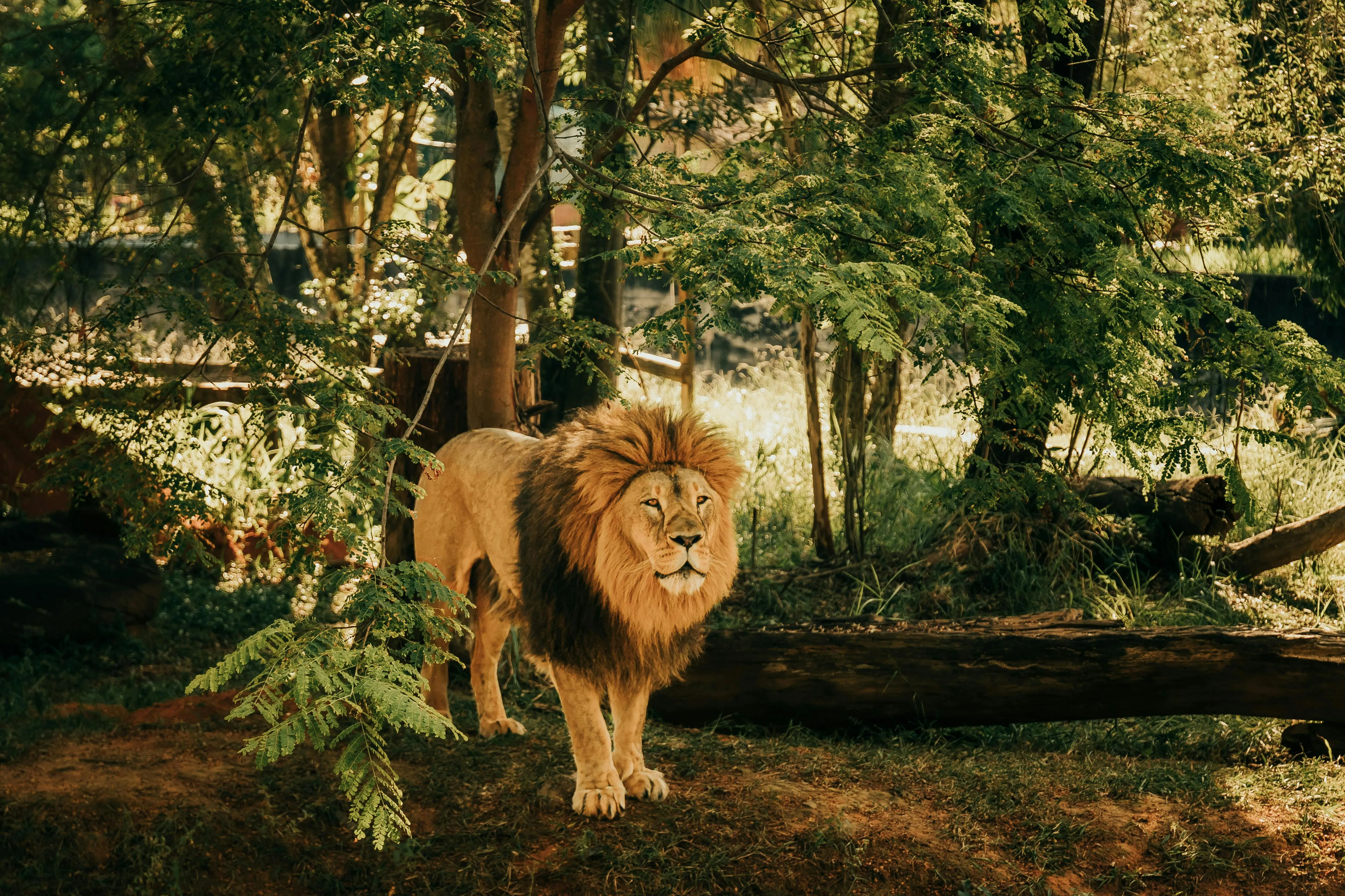 African Male Lion Standing Under the Trees HD Wallpaper