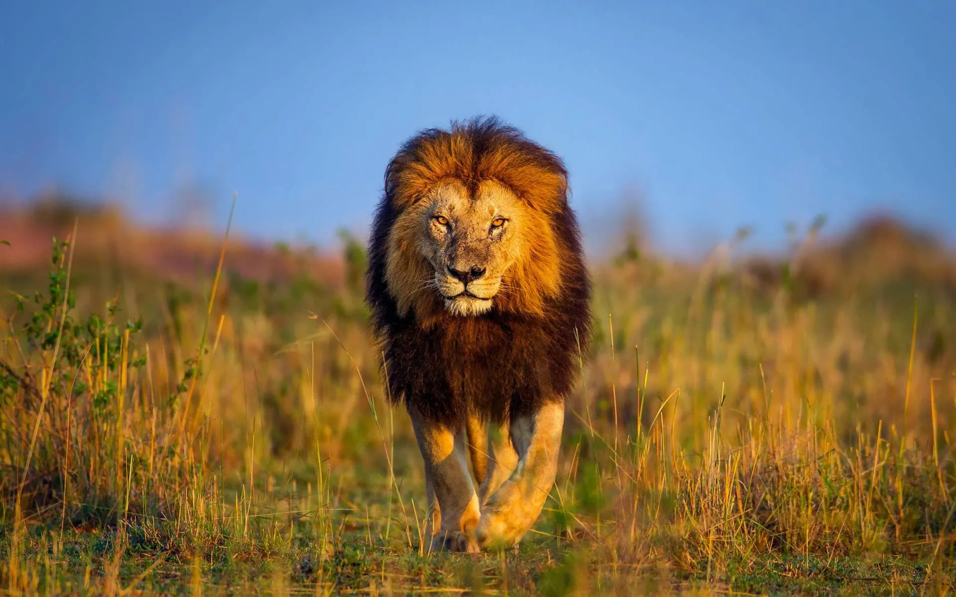 African Male Lion Walking in the Forest with Royal Attitude