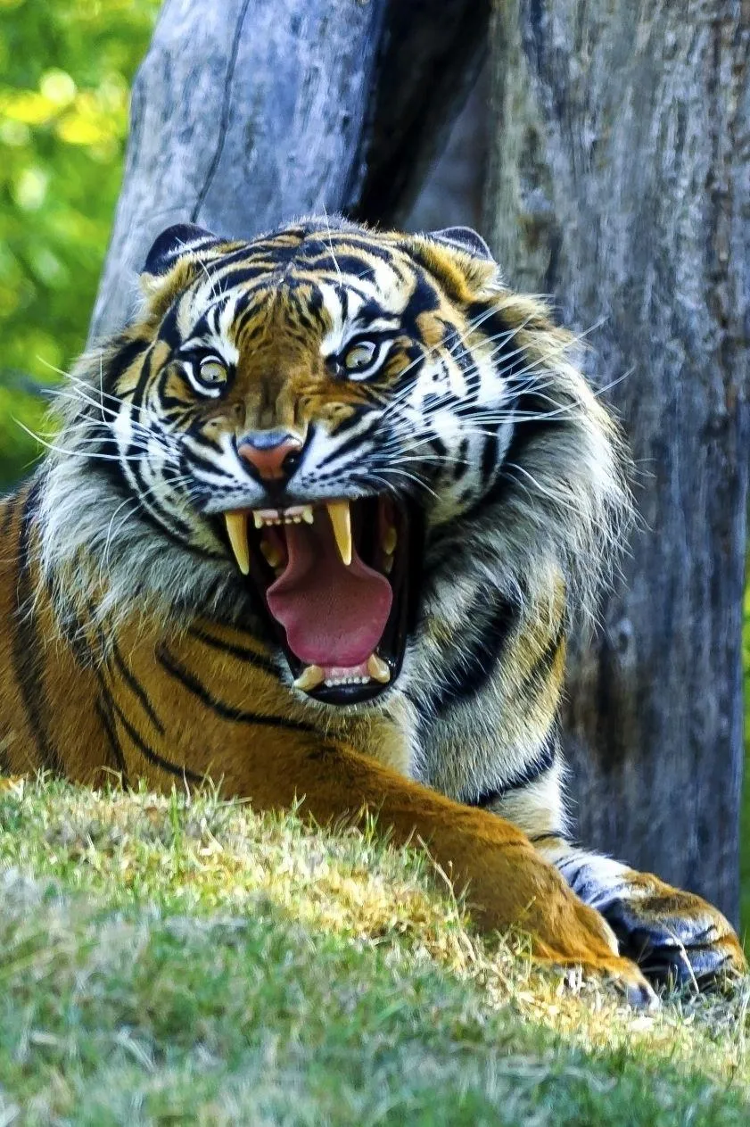 Aggressive And Serious HD Wallpaper Of A Tiger In The Forest