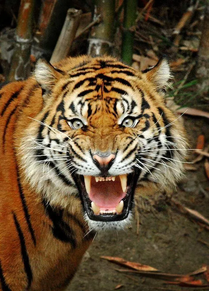 Aggressive Big Sized Tiger Wildlife Photography Wallpaper