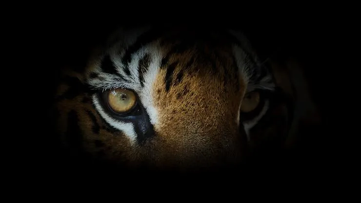 Aggressive Eyes Of A Tiger HD Nature Wildlife Wallpaper