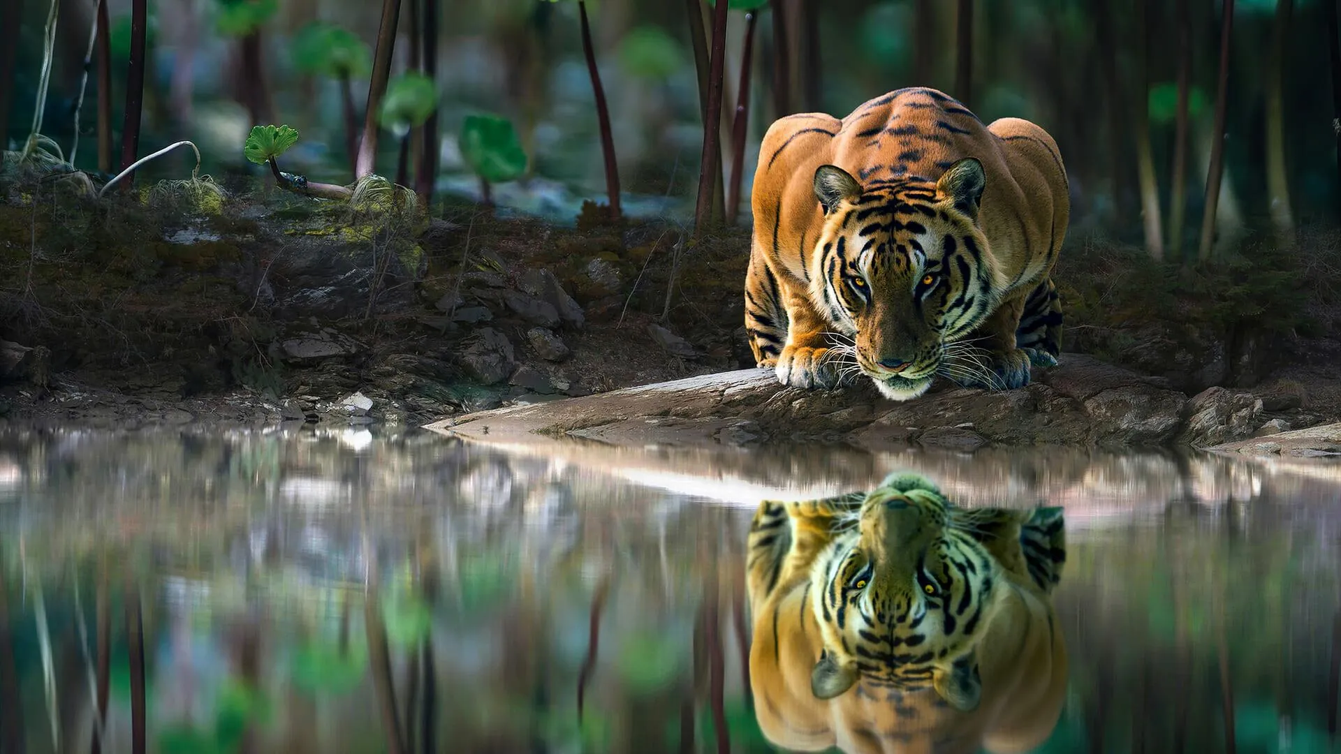 Aggressive Image Of Tiger Drinking Water In Jungle Nature 4K