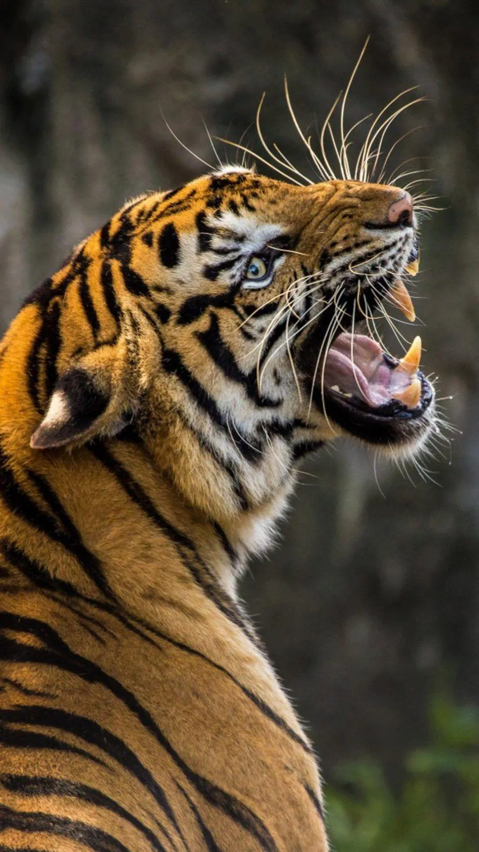 Aggressive Tiger Looking Back And Roaring Nature Wallpaper