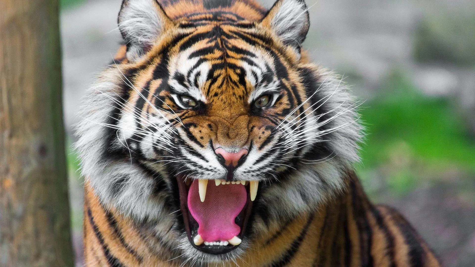 Aggressive Tiger Roars In Forest Wildlife HD Wallpaper
