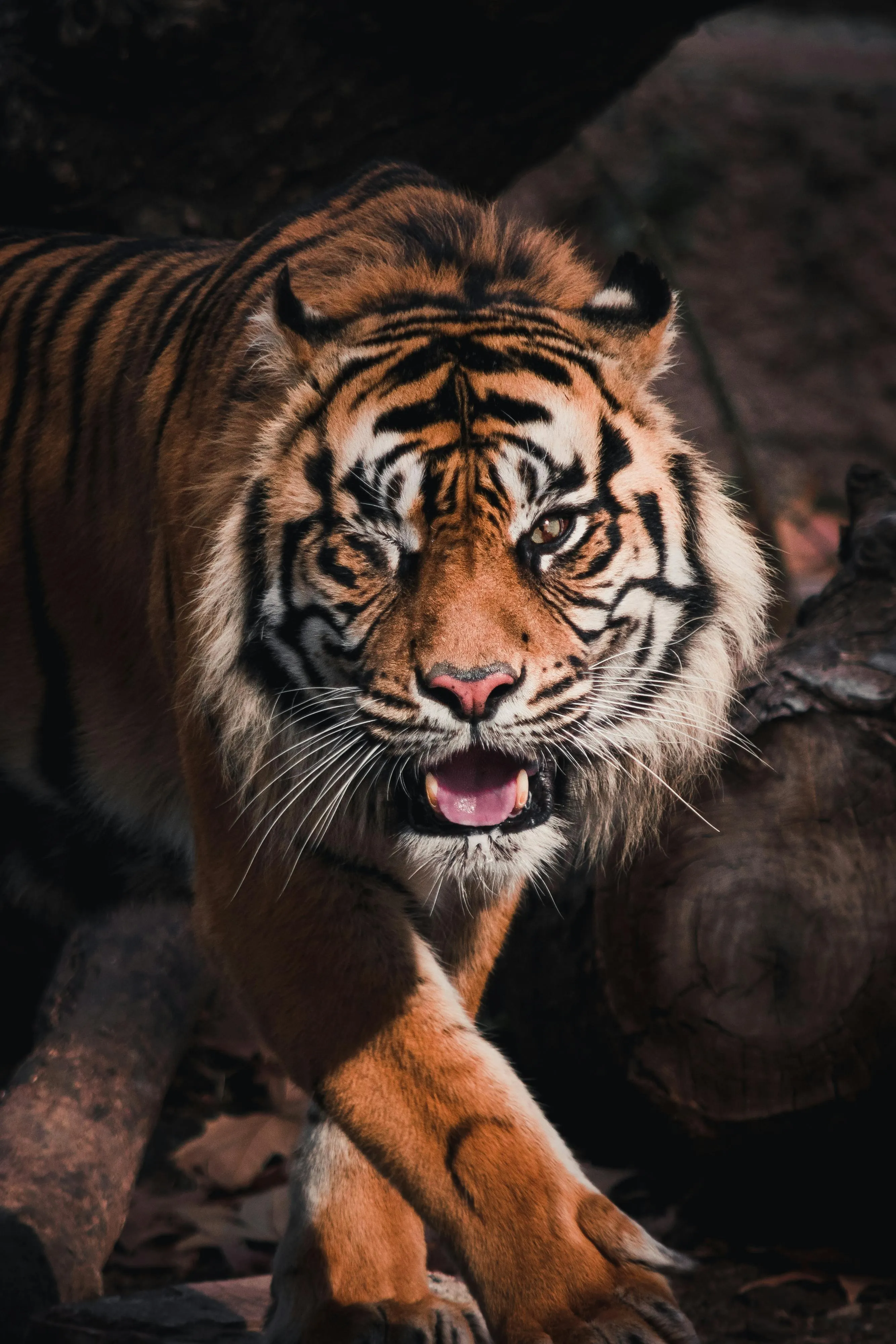 Aggressive Tiger With Fearless Walk Wildlife Photography