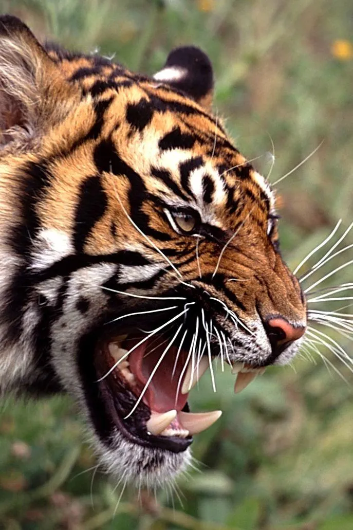 Aggressive Tiger With Powerful Roar Wildlife HD Picture