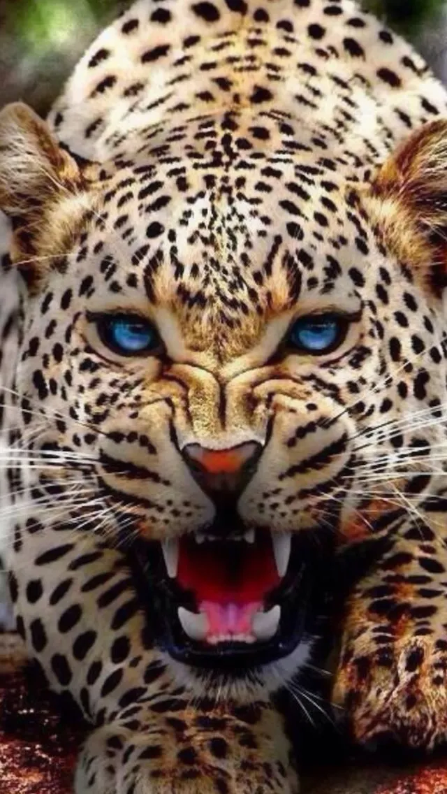 An Angry Leopard Roaring and Looking Straight Free Wallpaper