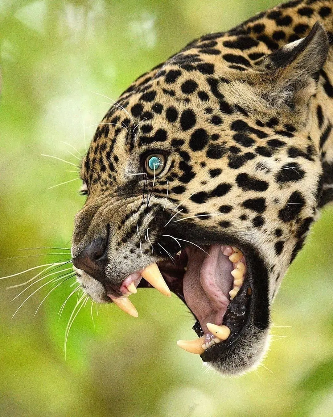 Angry Leopard Roaring in Green Background Free Wallpaper