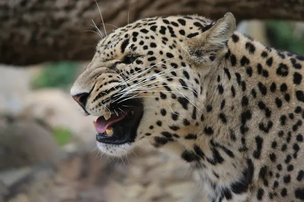 Angry Leopard Showing its Dangerous Teeth Wildlife Wallpaper