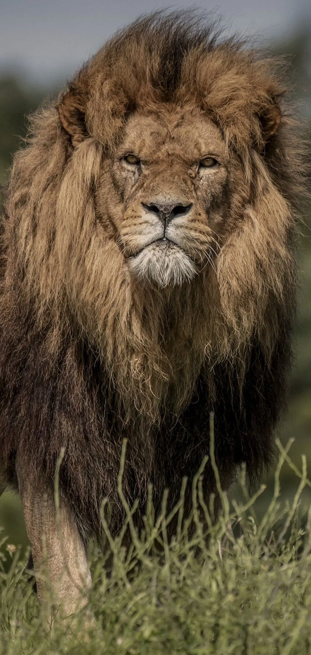 Angry Lion with Royal Walk in Forest Wallpaper Free Download