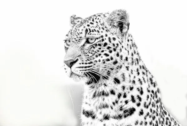 Artistic Black and White Leopard Face View in Soft Lighting