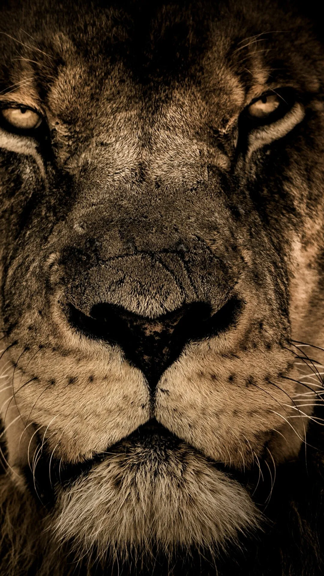 Attitude Image of a Lion Close Up Face HD Free Wallpaper