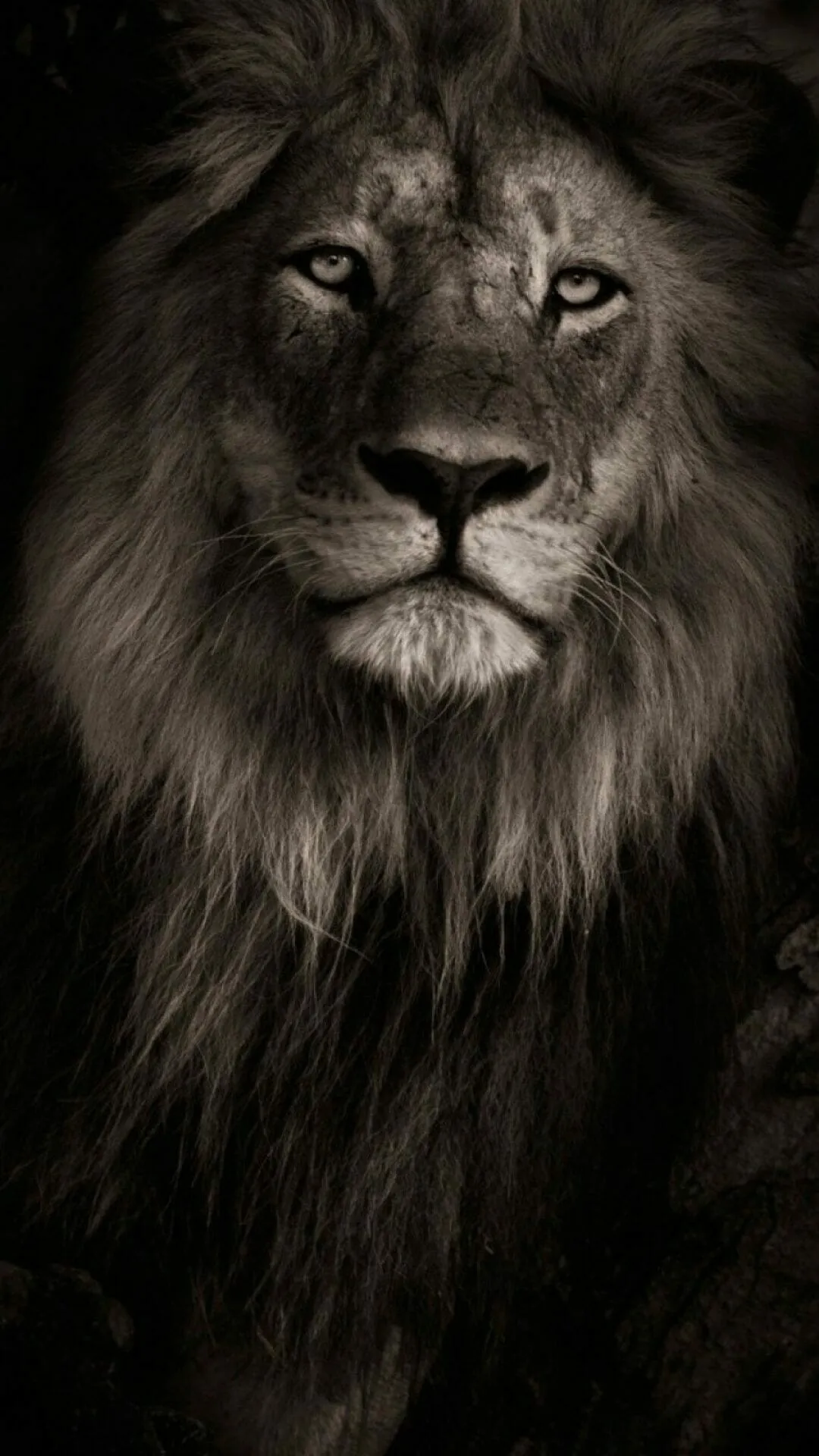 Attitude Image of a Lion King of Jungle with Fearless Look