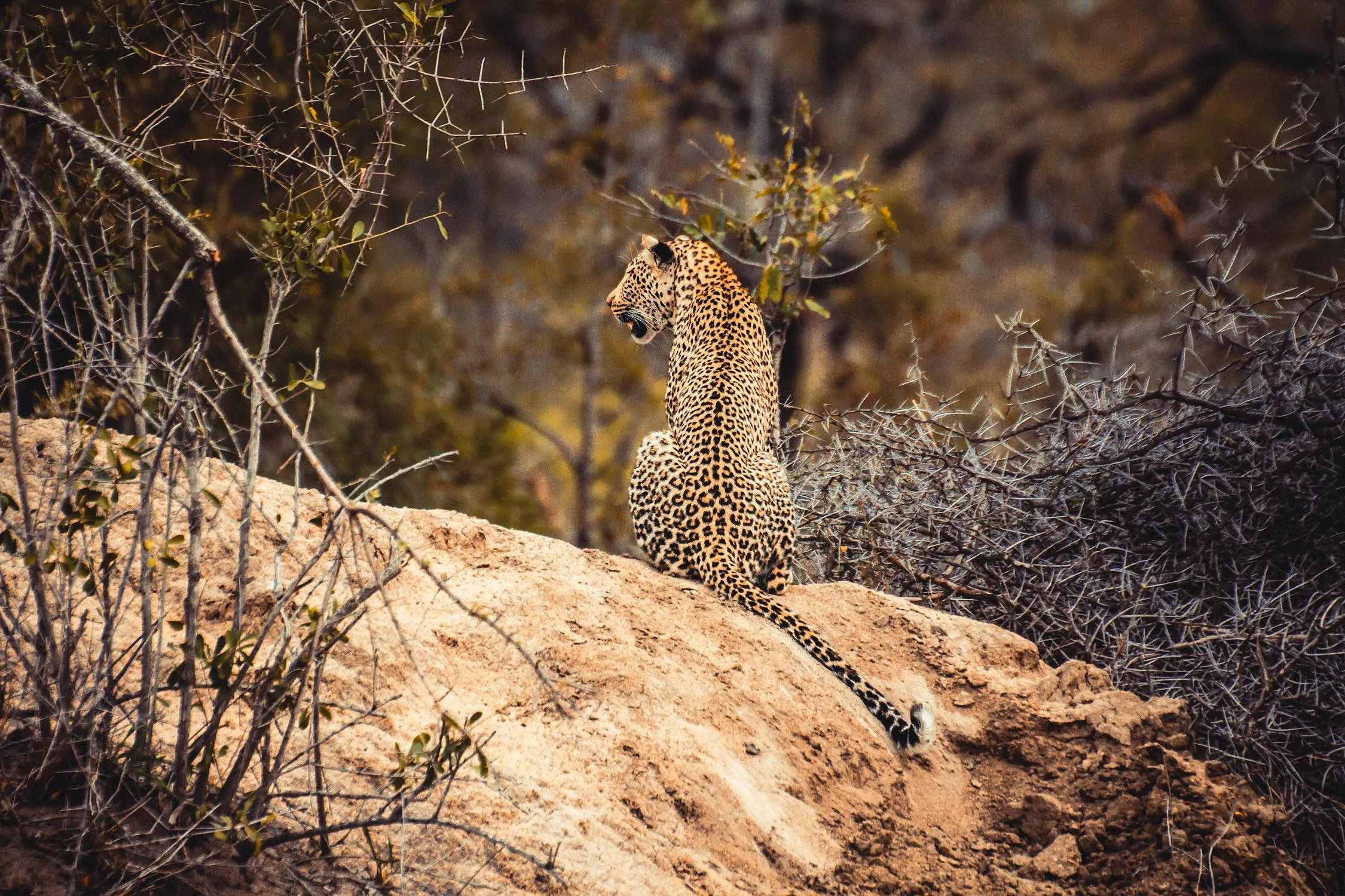 Back View of Leopard Sitting on the Sand and Roaring