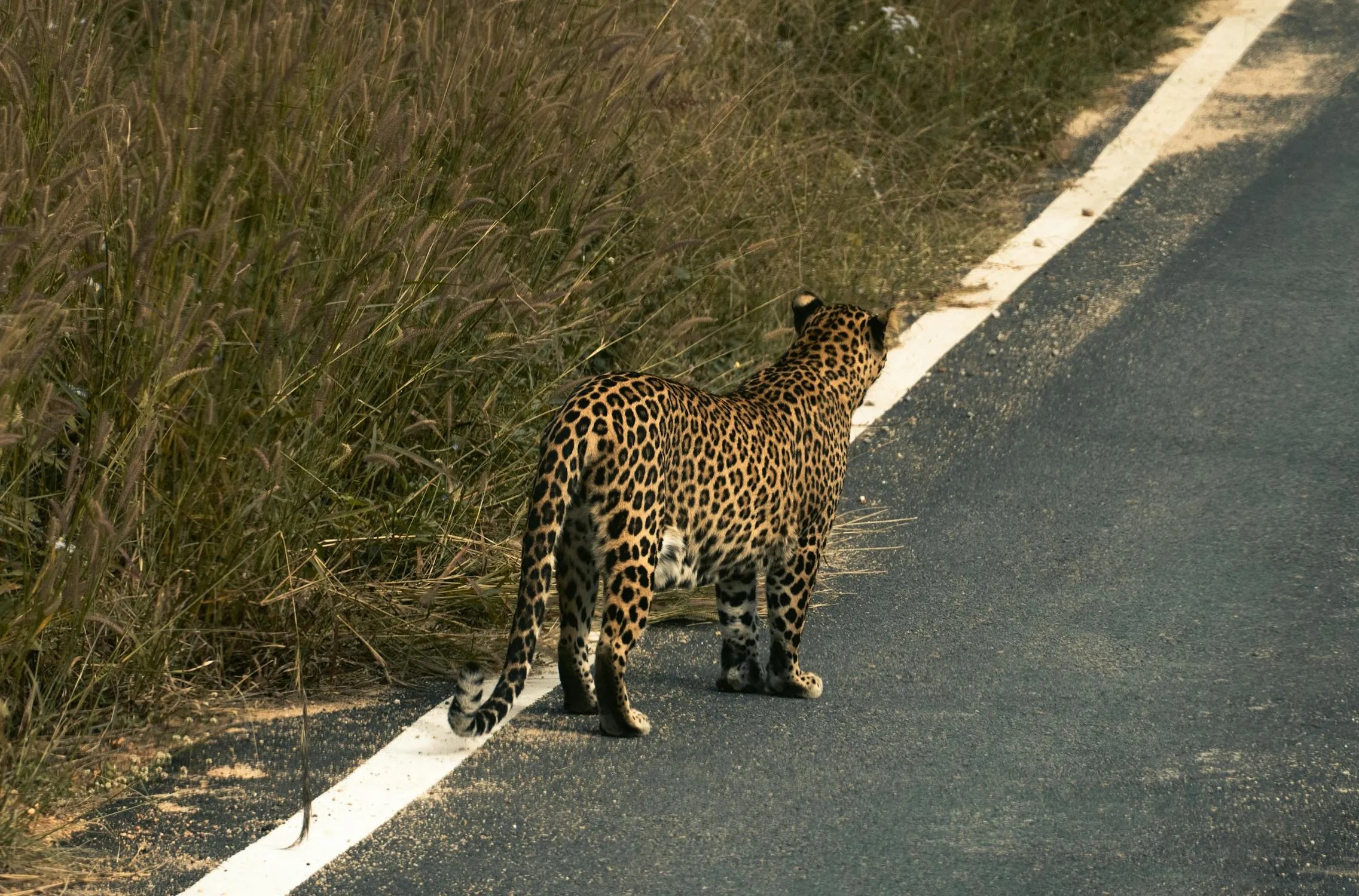 Back View of the Leopard Standing on the Road HD Wallpaper