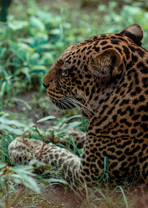 Back View of Leopard Watching from Inside Thick Bushes