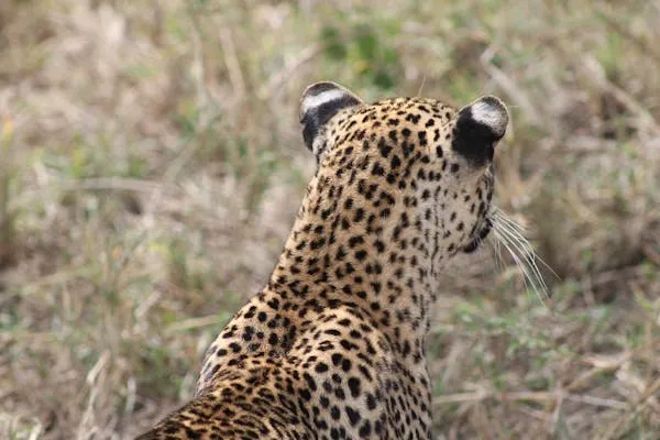 Back View of Leopard Watching Something in the Distance