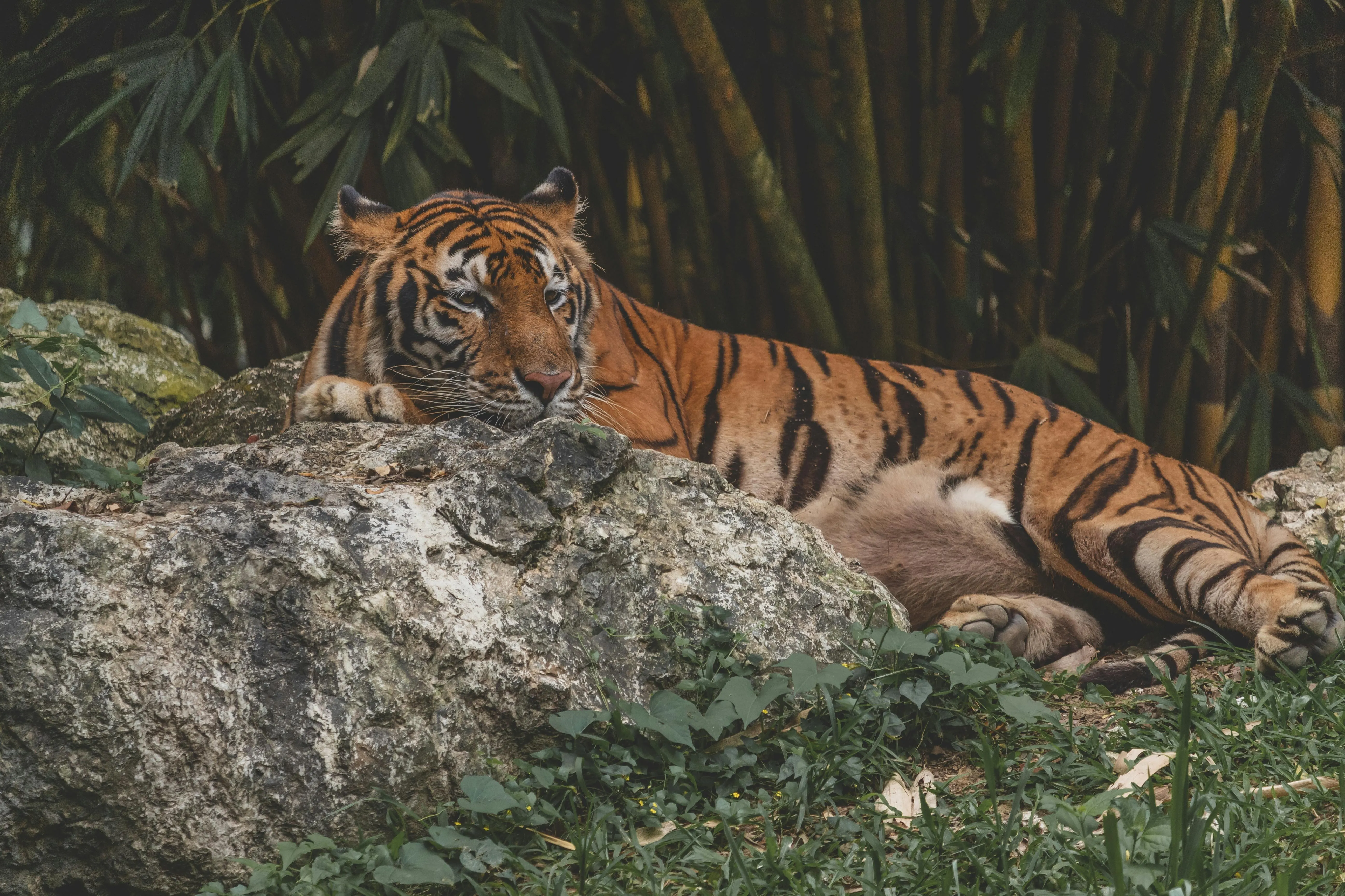 Beautiful Image Of A Tiger Sleeping On A Rock Wallpaper