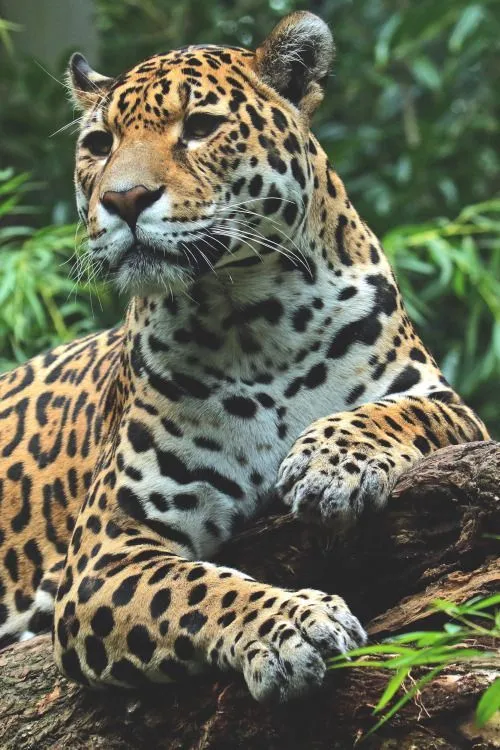 Beautiful Leopard Lying on Green Grass Under Leafy Trees