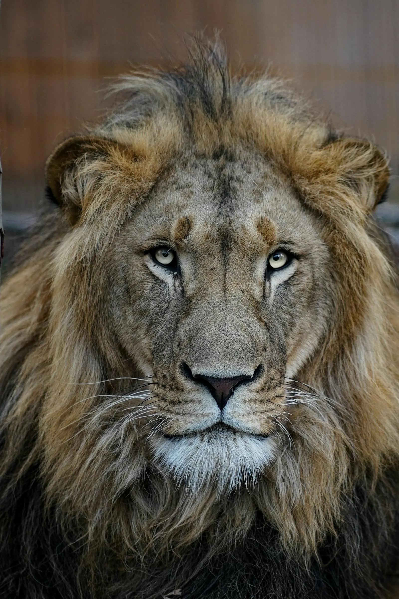 Beautiful Lion with Cute Reaction HD Portrait Wallpaper