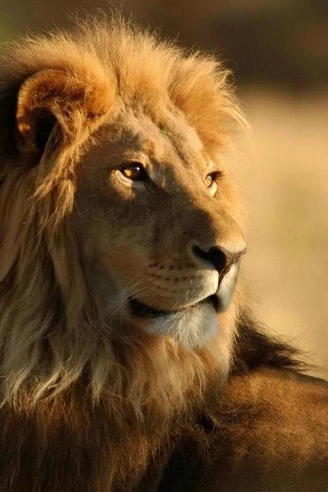 Beautiful Lion Sitting on the Grass and Watching Wallpaper
