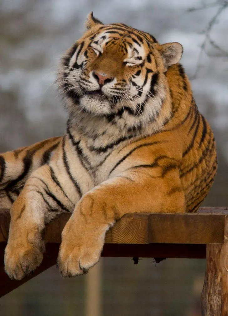 Beautiful Tiger In An Alone And Peaceful Mind 4K Wallpaper