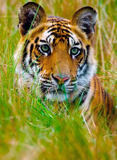 Beautiful Tiger With Cute Expression Wallpaper Free Download
