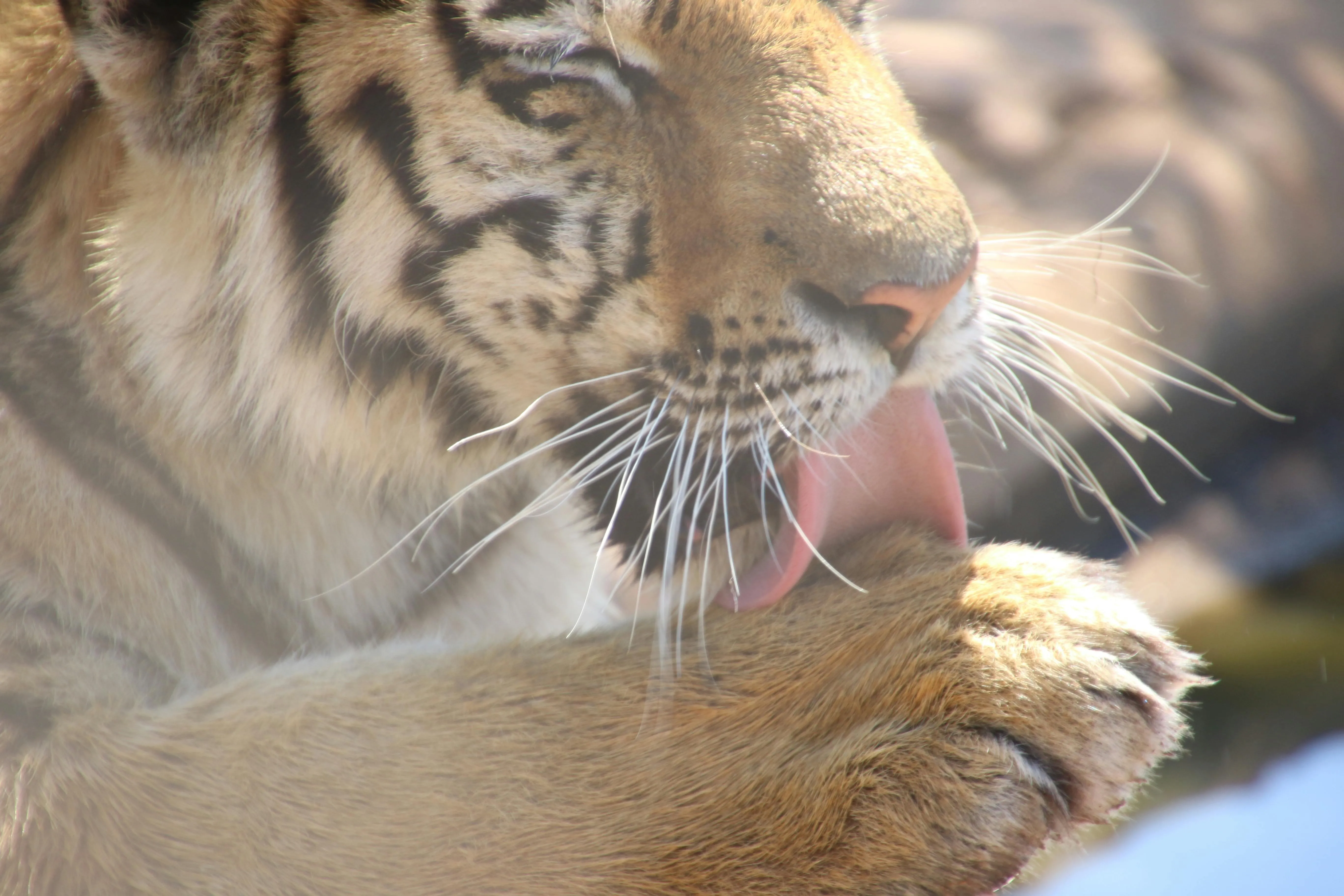 Bengal Tiger Chilling HD Wallpaper Download For Free
