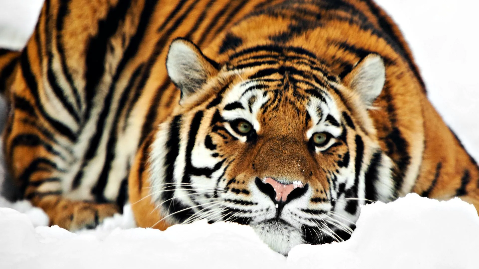Bengal Tiger Of India Beautiful Wallpaper For Desktop