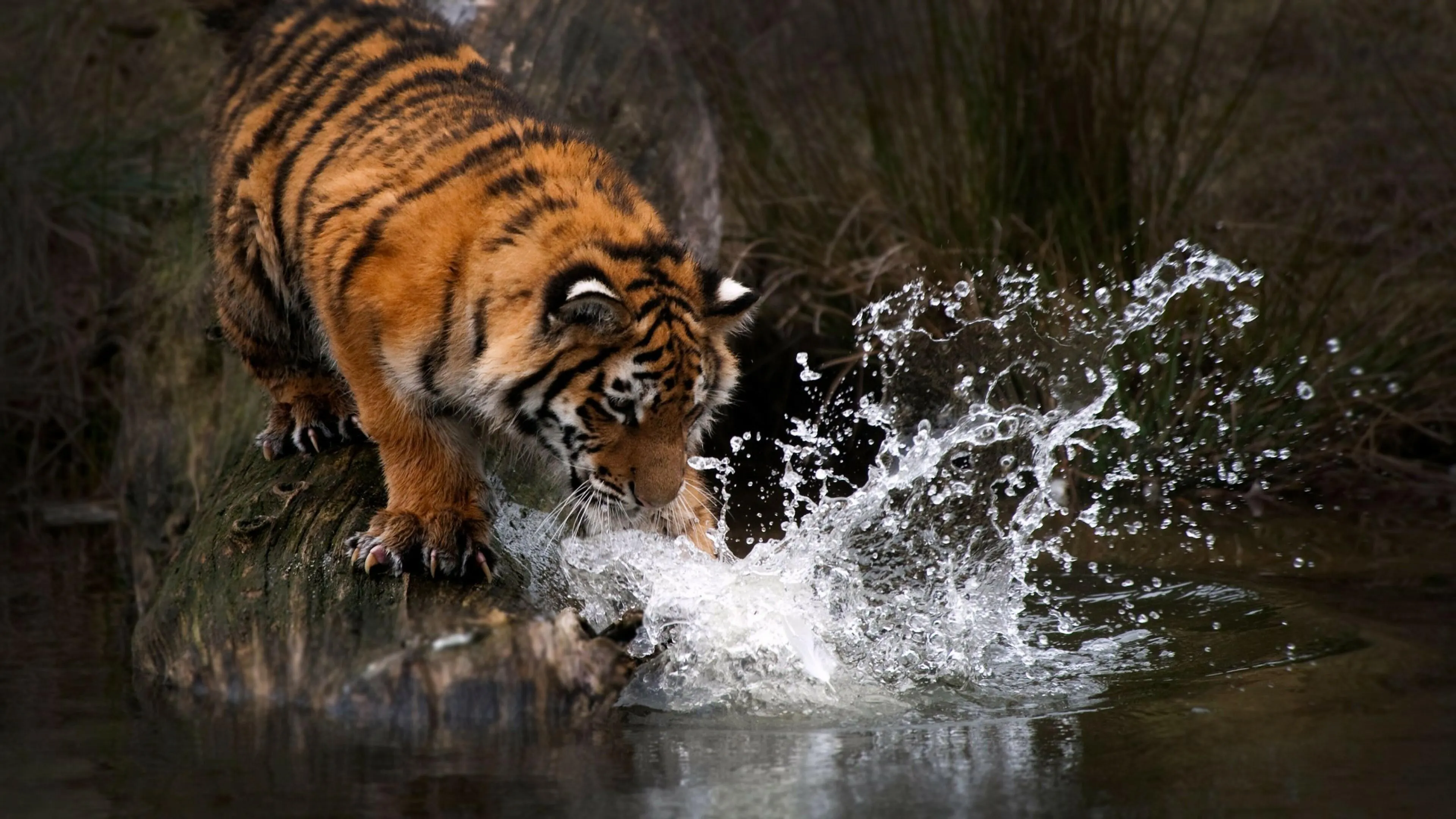 Bengal Tiger Playing With Water Wallpaper Free Download