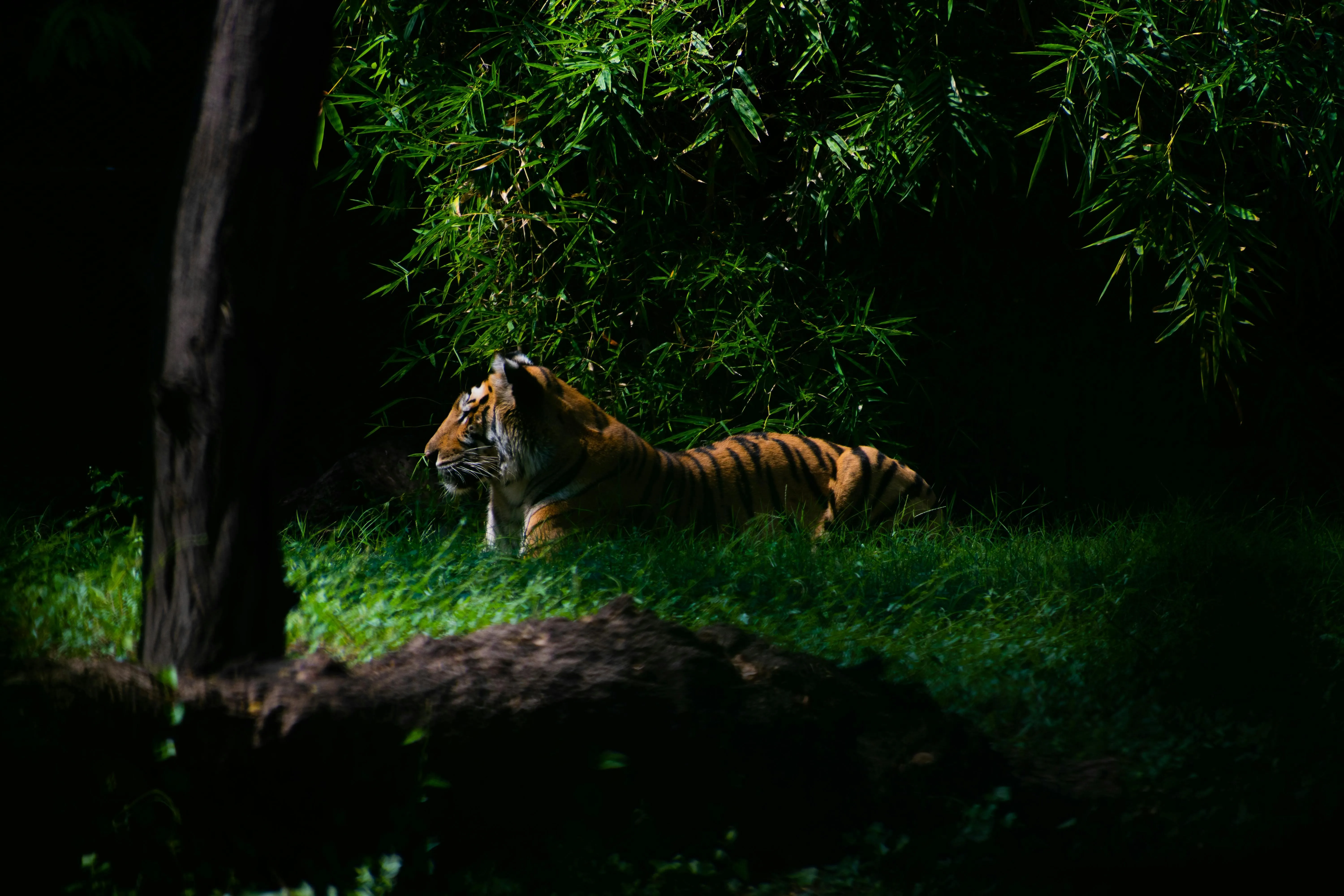 Bengal Tiger Relaxing In The Forest HD Wallpaper Of Wildlife