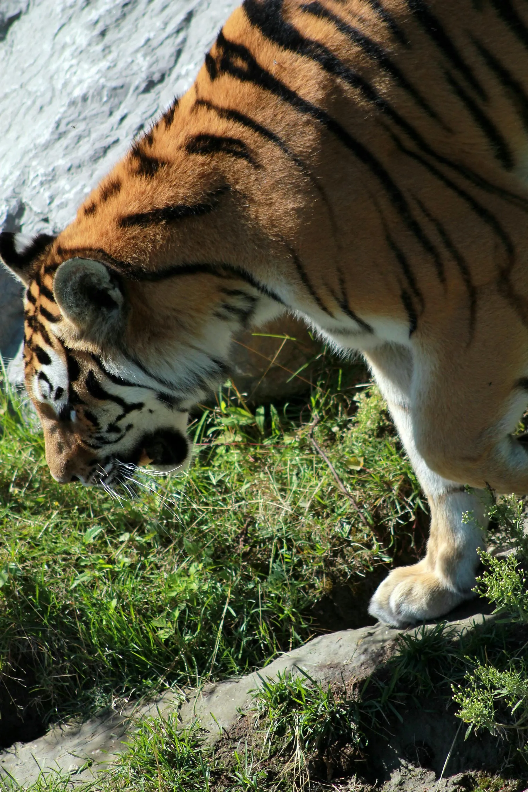 Bengal Tiger Watching Down For Attack HD Wallpaper Free