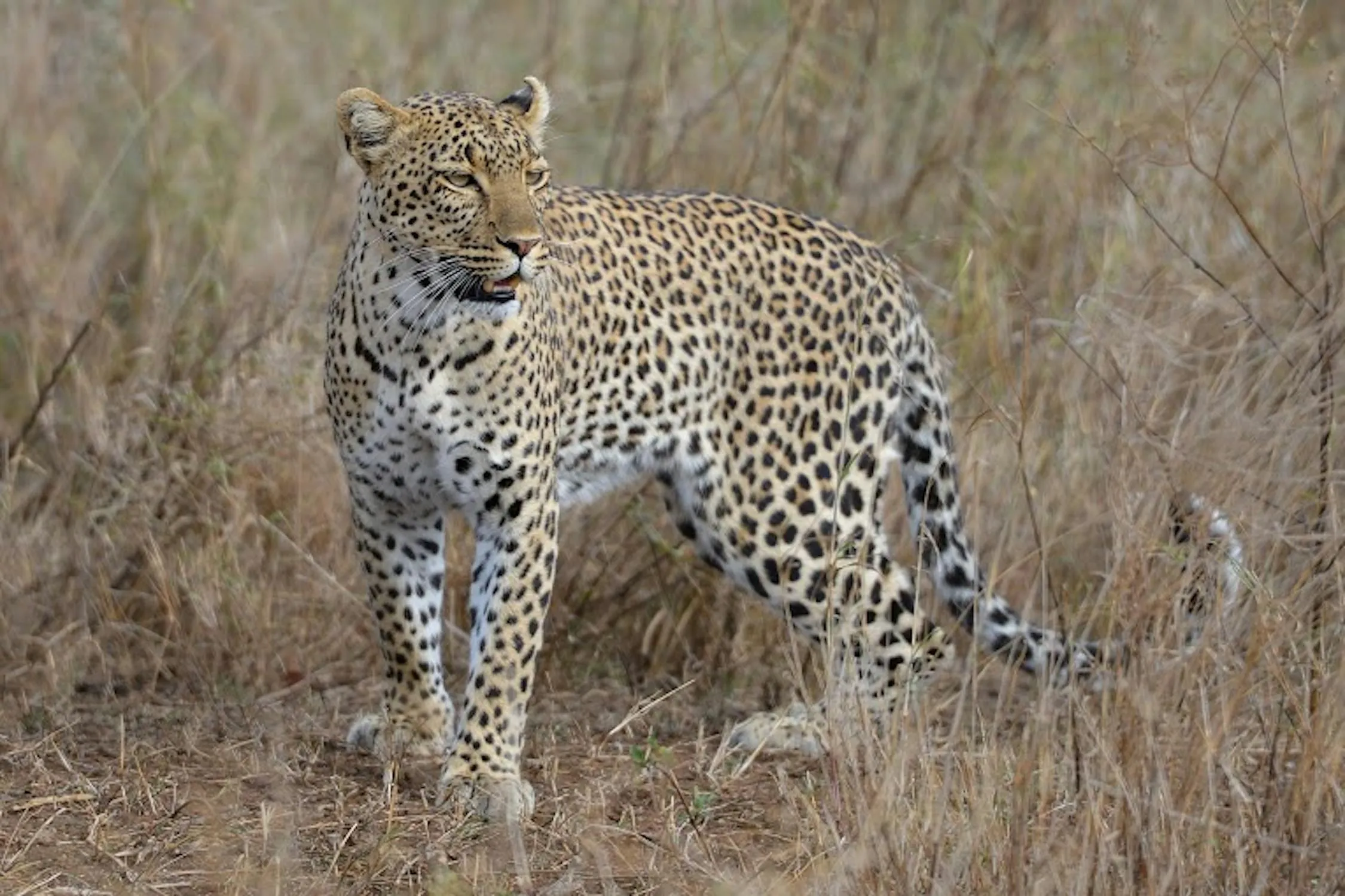 Big Cat Leopard Standing in the Dry Grass and Looking Back