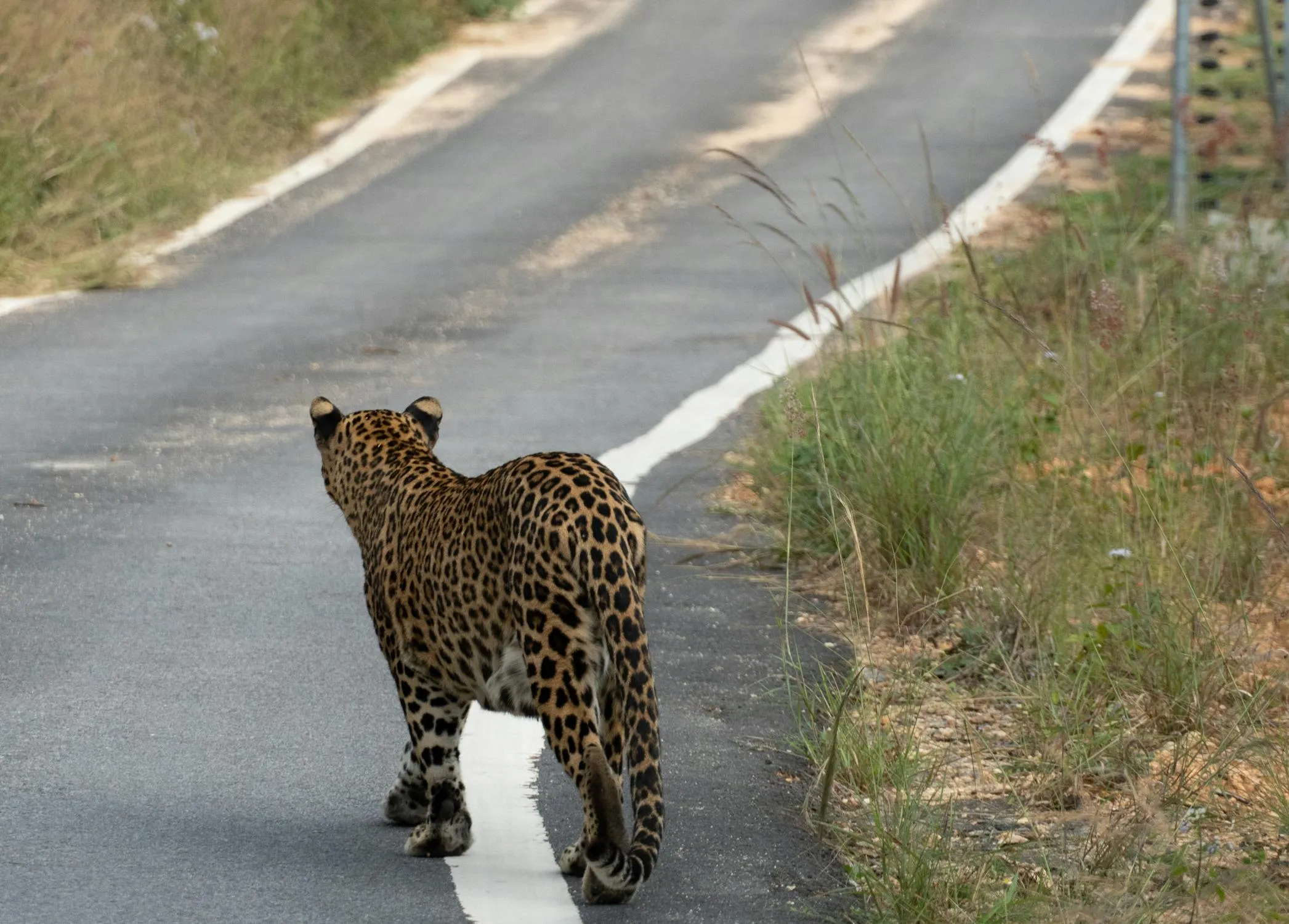 Big Size Leopard Is Trying To Cross the Road Wallpaper