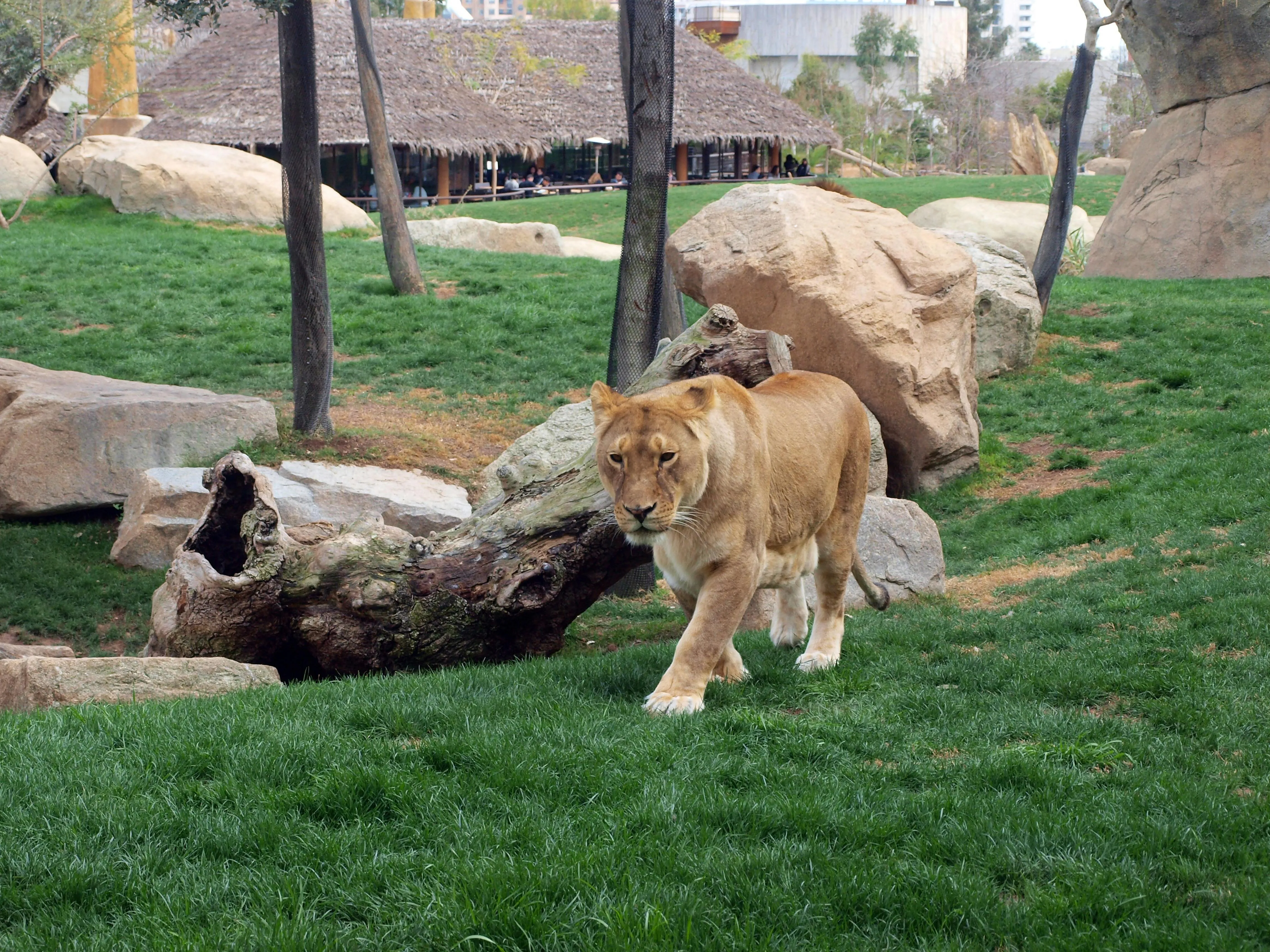 Big Size Lioness Walking Casually on the Grass in a Village