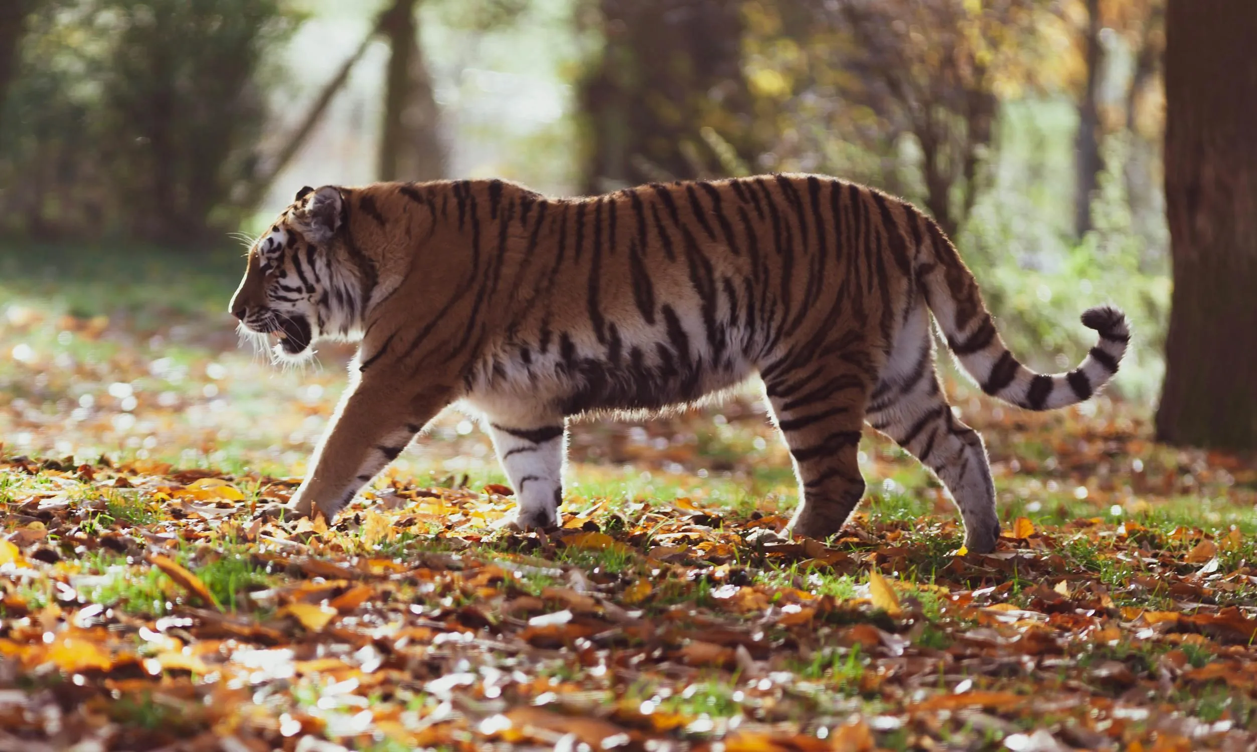 Big Size Tiger Walking Side View Pose Hd Wallpaper