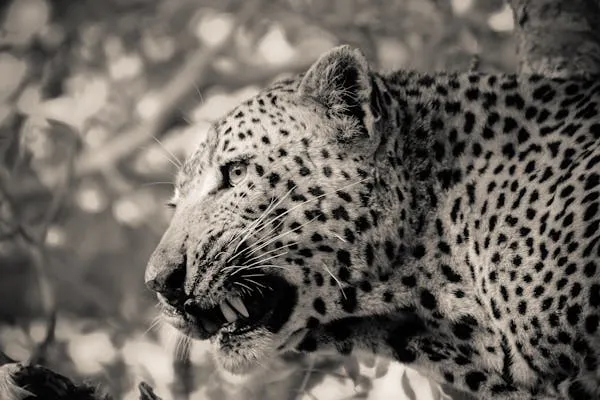 Black and White Close Up of Leopard Looking Intensely