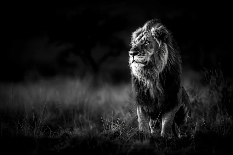 Black and White Image Lion in the Forest HD Wallpaper