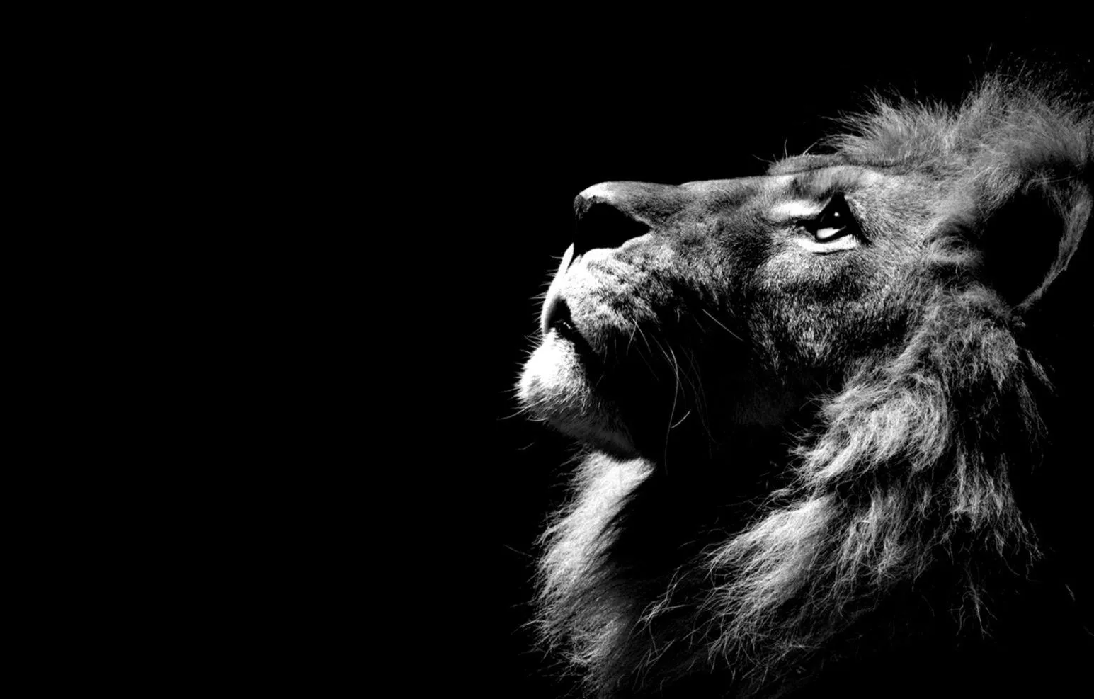 Black and White Image of Lion Looking Sky HD Free Wallpaper