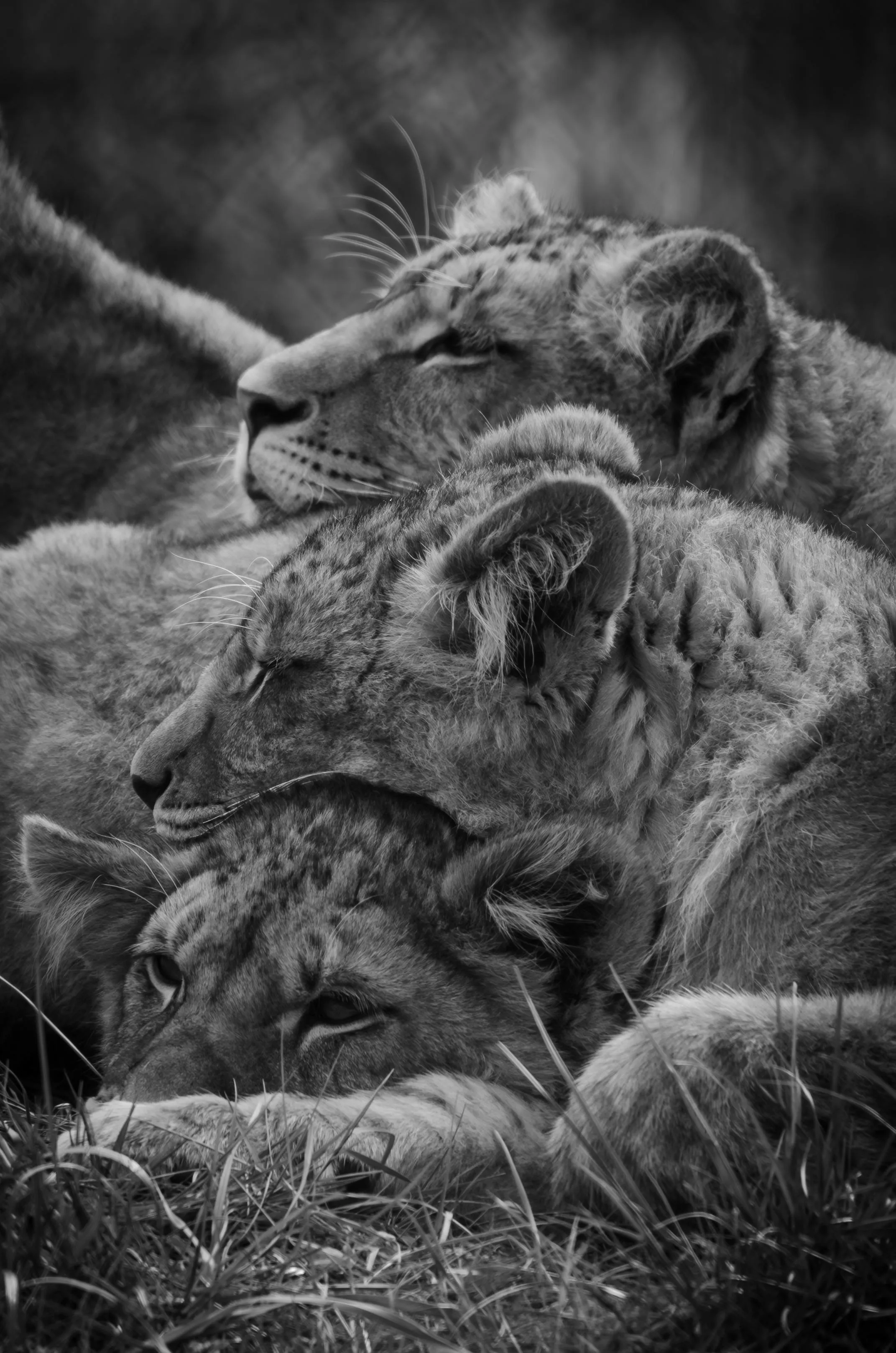 Black and White Image of Lion Resting on Wild HD Wallpaper
