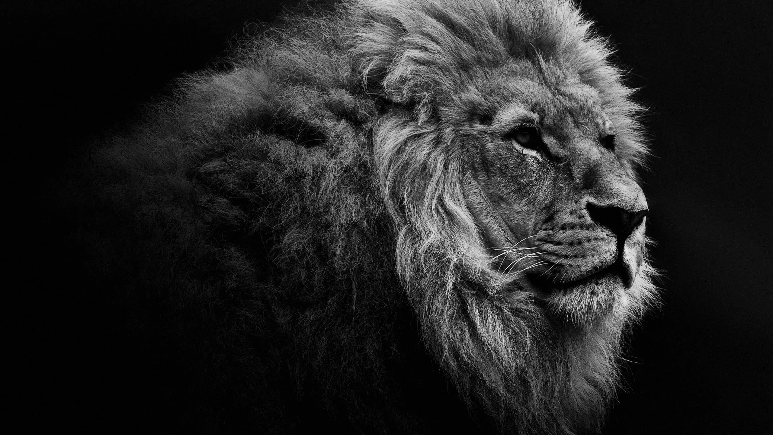 Black and White Image of Lion Side View Free Wallpaper