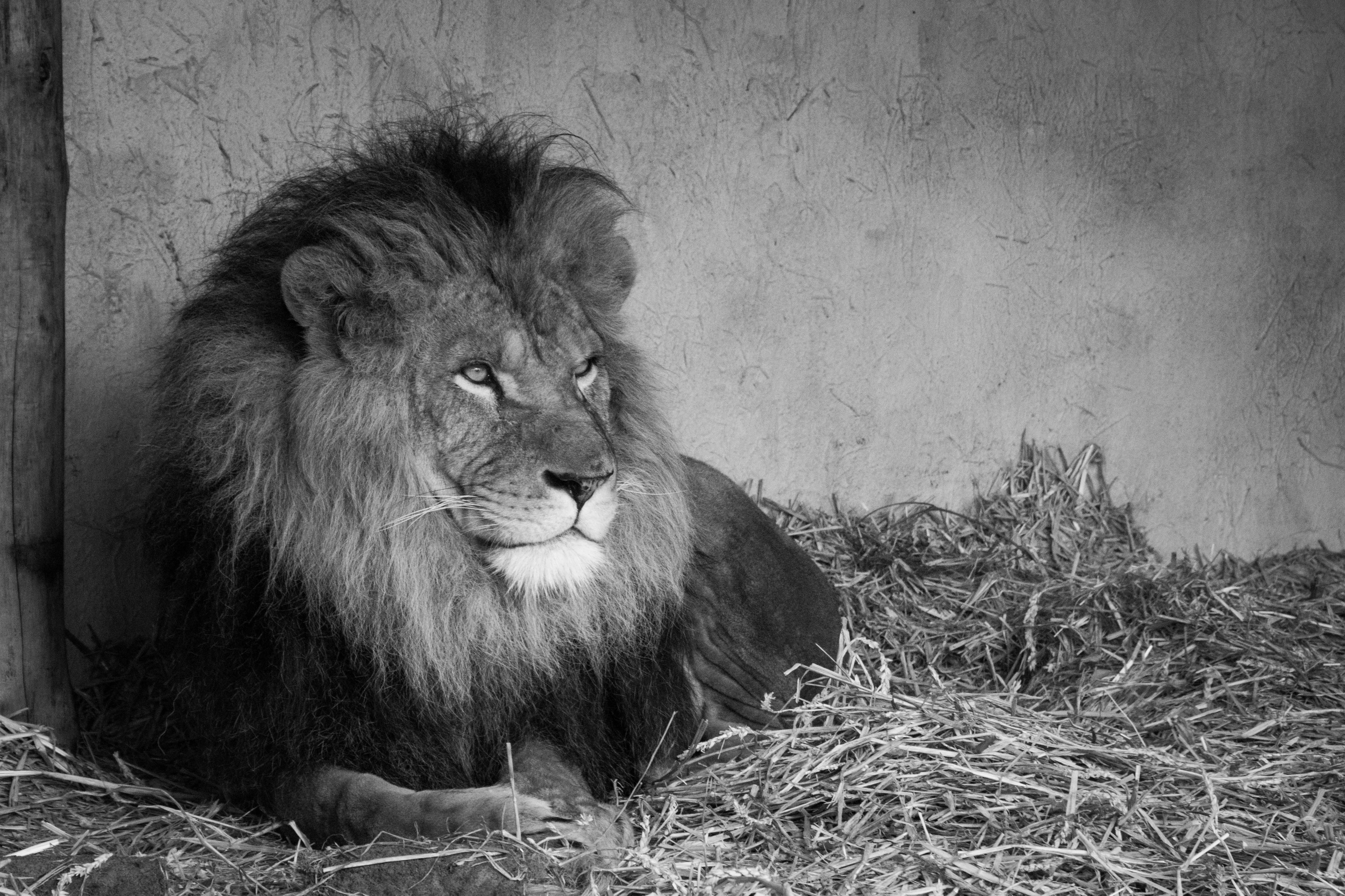 Black and White Image of Lion Sitting in Zoo Free Wallpaper