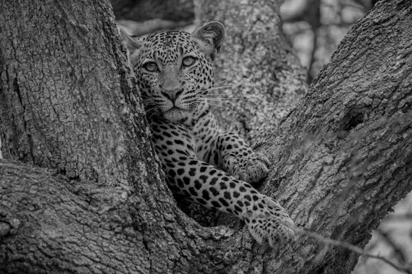 Black and White Leopard Photo Resting on Tree Trunk